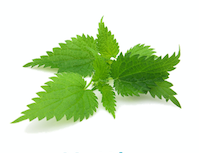 Nettle.png