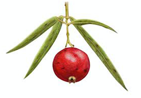 quandong.png