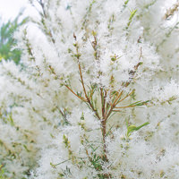 ne_ds_snowflower.jpg