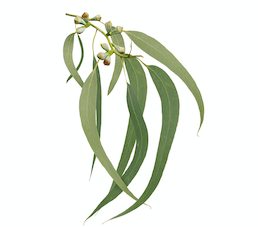 tasmanian_blue_gum.png