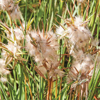 ne_ds_silky-oil-grass.jpg