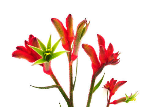 KangarooPaw2.jpg