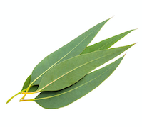 eucalyptus_leaf.png